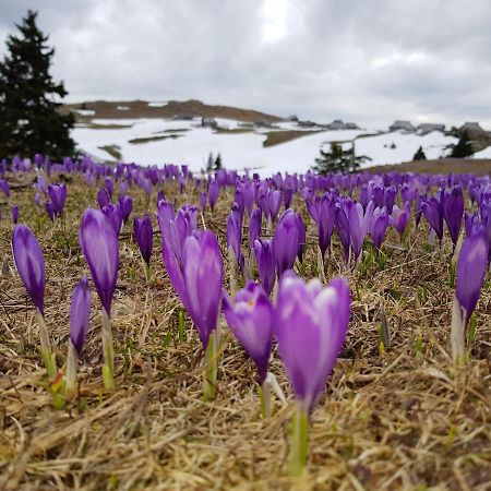 Вилла Chalet Gorenjka - Velika Planina Стаховица Экстерьер фото