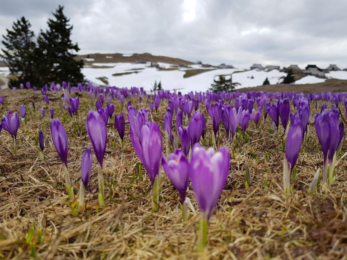 Вилла Chalet Gorenjka - Velika Planina Стаховица Экстерьер фото