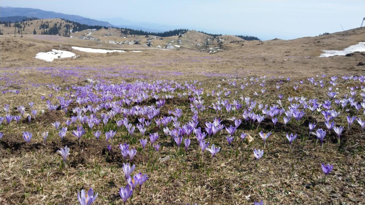 Вилла Chalet Gorenjka - Velika Planina Стаховица Экстерьер фото